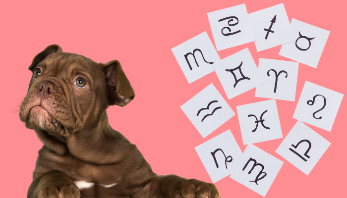Algunas razas de perros van según tu signo zodiacal