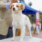 El perro pastor chiribaya es la segunda raza reconocida con un origen en el Perú