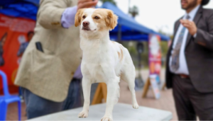 El perro pastor chiribaya es la segunda raza reconocida con un origen en el Perú