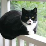 el gato tuxedo o gato bicolor es conocido por su elegancia y su inteligencia