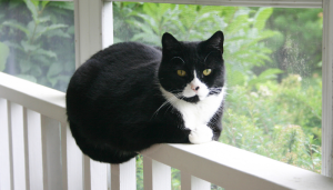 el gato tuxedo o gato bicolor es conocido por su elegancia y su inteligencia