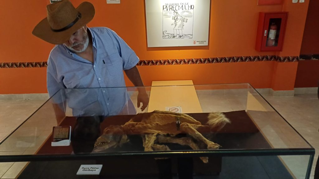 Inspección de momia de perros chiribaya