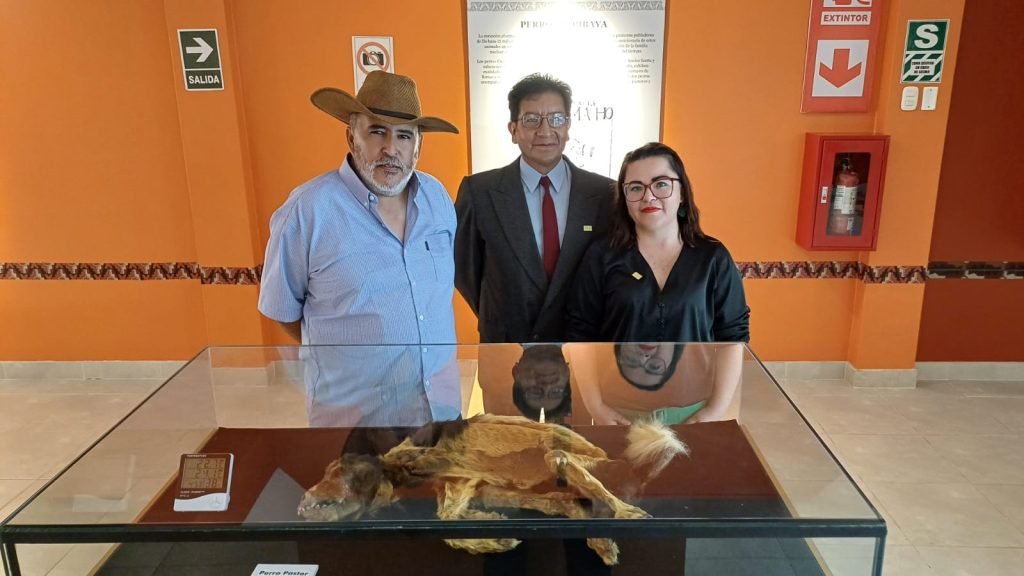 Momia de perro chiribaya en el museo