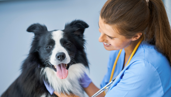 La desparasitación en mascotas es un paso importante dentro de los cuidados preventivos