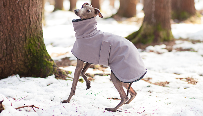 Existen algunas razas de perros que sufren más en invierno