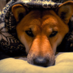 donde debe dormir el perro durante el invierno puede salvarle la vida