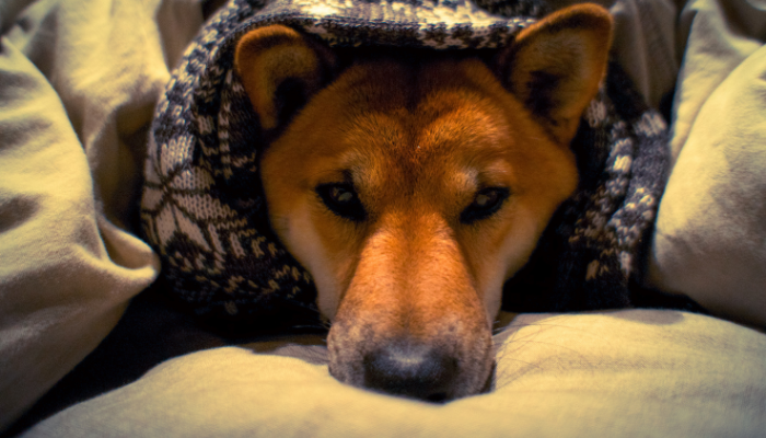 donde debe dormir el perro durante el invierno puede salvarle la vida