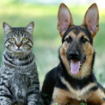 El microchip en las mascotas puede ser importante para su seguridad