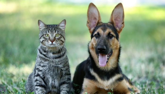 El microchip en las mascotas puede ser importante para su seguridad