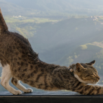 El Lenguaje corporal de tu gato puede darte mucha información