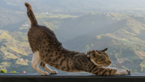 El Lenguaje corporal de tu gato puede darte mucha información
