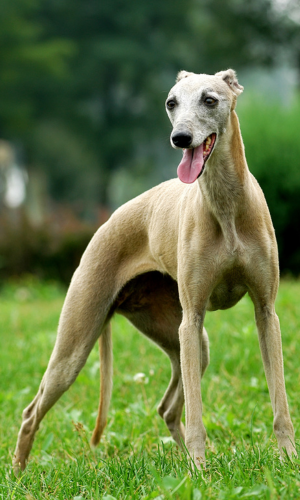 El galgo italiano es de las razas que más pueden sufrir por el frío