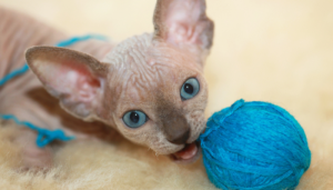 Los gatos sin pelo pueden ser muy cariñosos y sociables