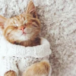 Las chompas para gatos pueden ser necesarias