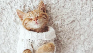 Las chompas para gatos pueden ser necesarias