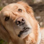 Los comportamientos extraños de los perros tienen una explicación