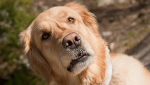 Los comportamientos extraños de los perros tienen una explicación