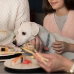 Para salir a comer con tu perro debes seguir algunas de estas recomendaciones
