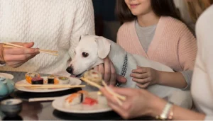 Para salir a comer con tu perro debes seguir algunas de estas recomendaciones
