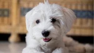 El perro bichón maltés conquista con su ternura