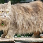 El gato raggamuffin es conocido por ser un "gato de peluche"