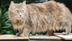 El gato raggamuffin es conocido por ser un "gato de peluche"