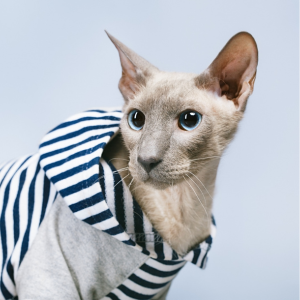 Las capuchas pueden ser peligrosas para los gatos