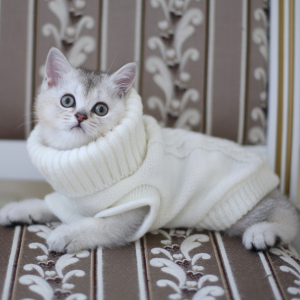 Las chompas para gatos son muy populares en invierno