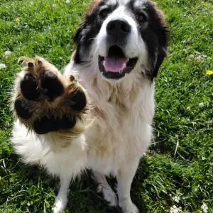 Dar la pata es el mando más divertido para tu perro
