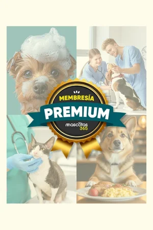 Servicio de Seguro Premium Mensual