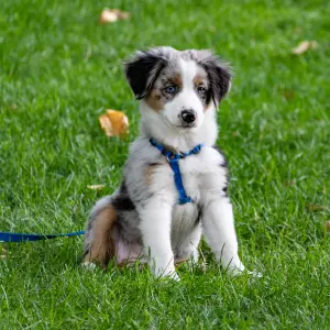 un mando básico para perros es sentado o sit