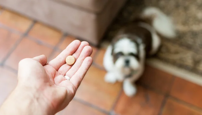 El cómo darle medicina a tu perro puede ser muy sencillo