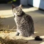 Si tu gato te ignora debe tener alguna razon que desconoces