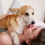 El lamido del perro puede significar desde cariño hasta estrés
