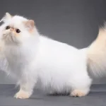 El gato persa además de elegante es muy tranquilo