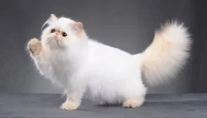 El gato persa además de elegante es muy tranquilo