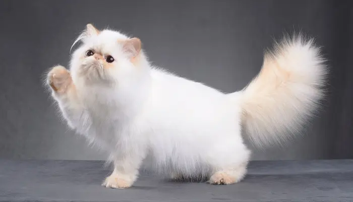 El gato persa además de elegante es muy tranquilo