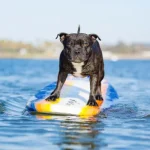perro surfeando en el mar
