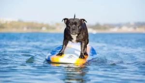 perro surfeando en el mar