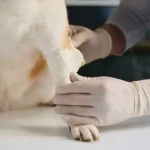 Es importante conocer los primeros auxilios para perros