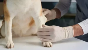 Es importante conocer los primeros auxilios para perros