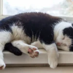 Los gatos duermen mucho por diferentes motivos