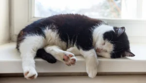 Los gatos duermen mucho por diferentes motivos