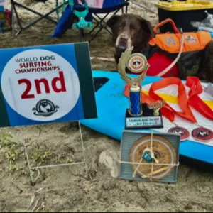 Perrita competidora del campeonato de surf