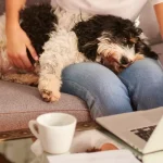 Un seguro para mascotas representa un herramienta para el cuidado de tu engreido