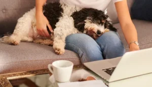 Un seguro para mascotas representa un herramienta para el cuidado de tu engreido