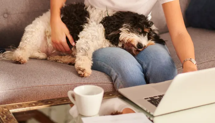 Un seguro para mascotas representa un herramienta para el cuidado de tu engreido