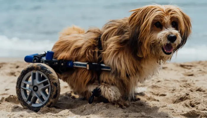Una innovación con marca peruana; prótesis para perros