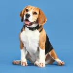El Beagle es una raza muy popular entre los amantes de las mascotas