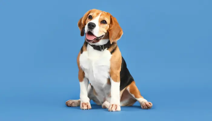 El Beagle es una raza muy popular entre los amantes de las mascotas